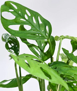 Load image into Gallery viewer, Philodendron Broken Heart