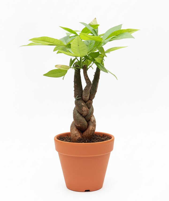 Pachira Money Tree – A Lucky Plant That Attracts Wealth & Positive Energy Anywhere You Keep It