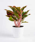 Load image into Gallery viewer, Aglaonema Red Lipstick Plant
