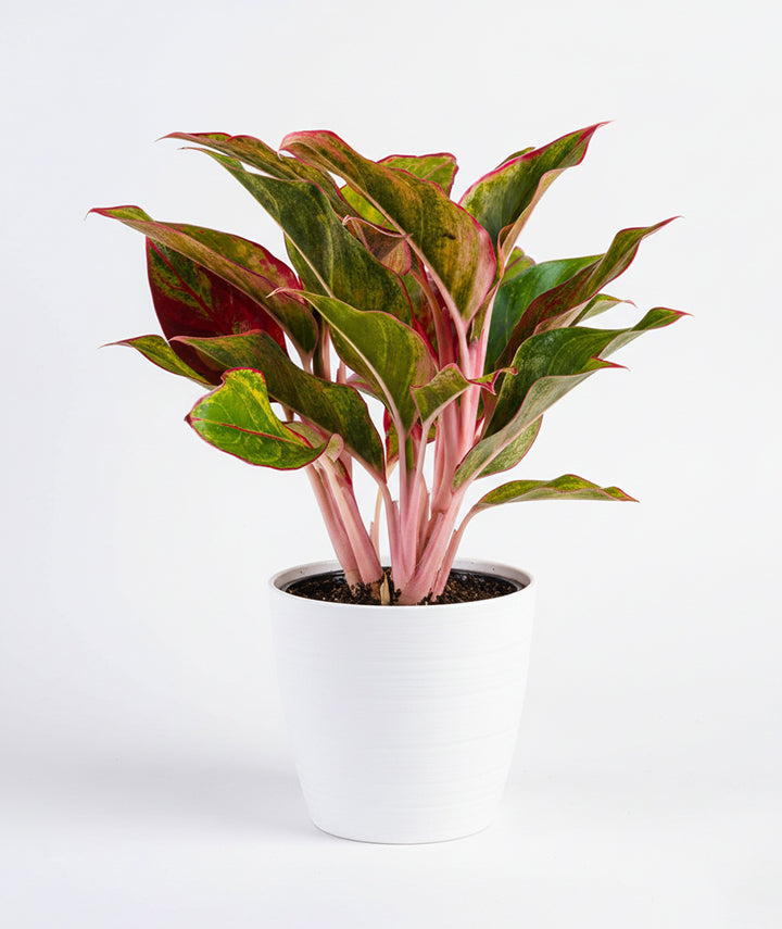 Aglaonema Red Lipstick Plant