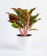 Aglaonema Red Lipstick Plant