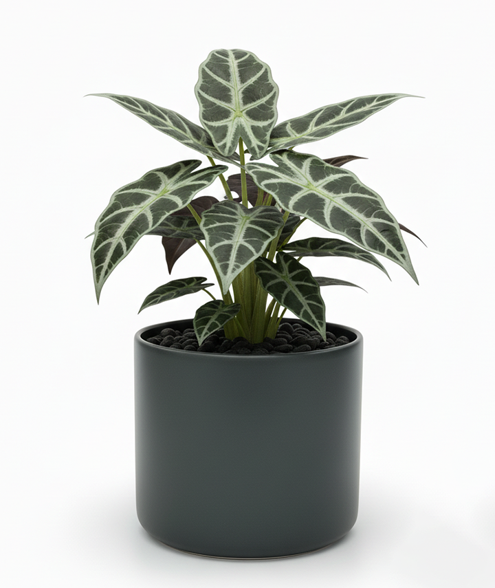 Alocasia Polly (African Mask Plant)