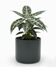 Alocasia Polly (African Mask Plant)