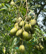 Load image into Gallery viewer, Ambarella Plant