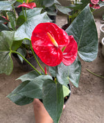 Load image into Gallery viewer, Anthurium Red