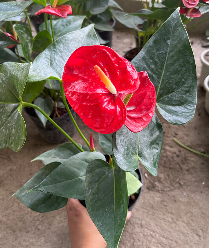Anthurium Red