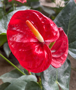 Load image into Gallery viewer, Anthurium Red