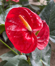 Anthurium Red
