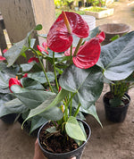 Load image into Gallery viewer, Anthurium Red