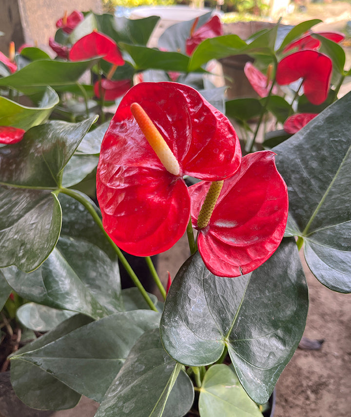 Anthurium Red