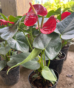 Load image into Gallery viewer, Anthurium Red