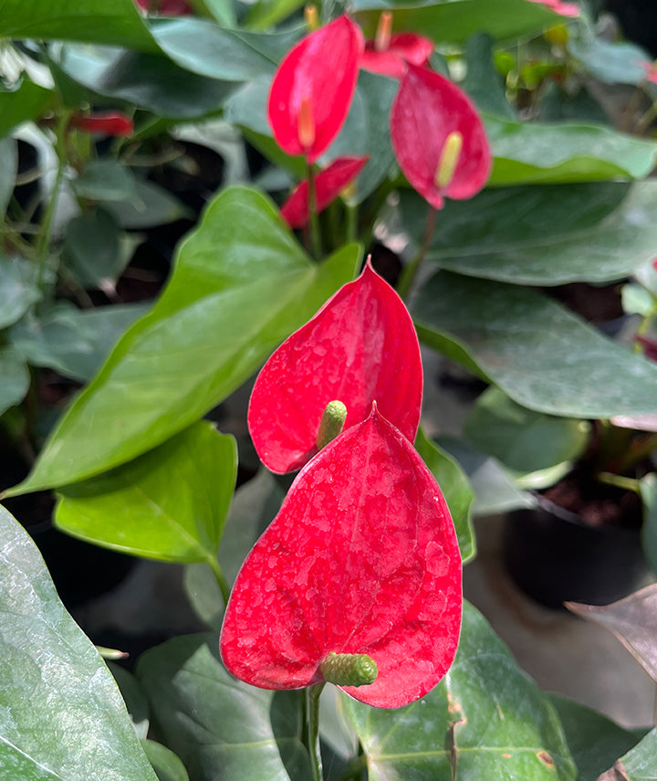 Anthurium Red