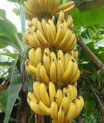 Load image into Gallery viewer, Banana G9 Plant in Grow Bag