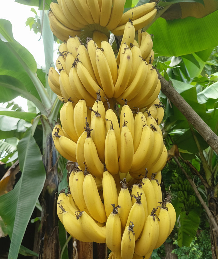 Banana G9 Plant in Grow Bag