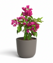Bougainvillea (Pink)