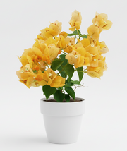 Bougainvillea (Yellow)