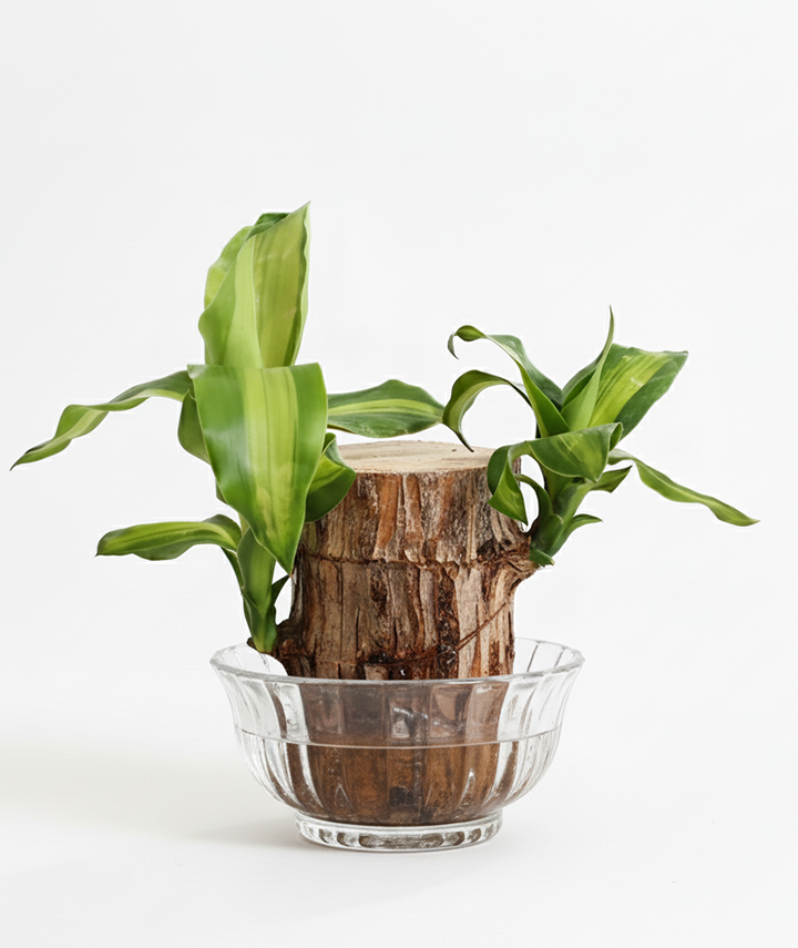 Brazilian Wood Plant