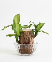 Brazilian Wood Plant