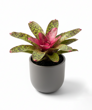 Bromeliad Neoregelia Hybrid