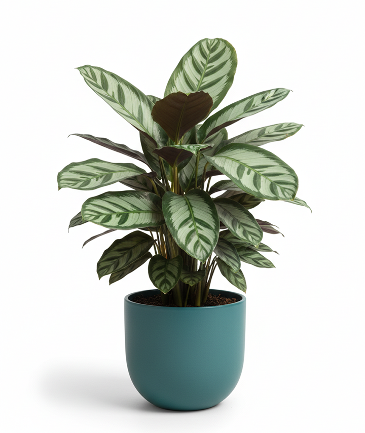 Calathea Sanderiana