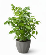 Load image into Gallery viewer, China Doll Plant