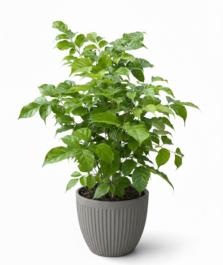 China Doll Plant