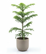 Load image into Gallery viewer, Christmas Tree