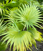 Load image into Gallery viewer, Fan Palm
