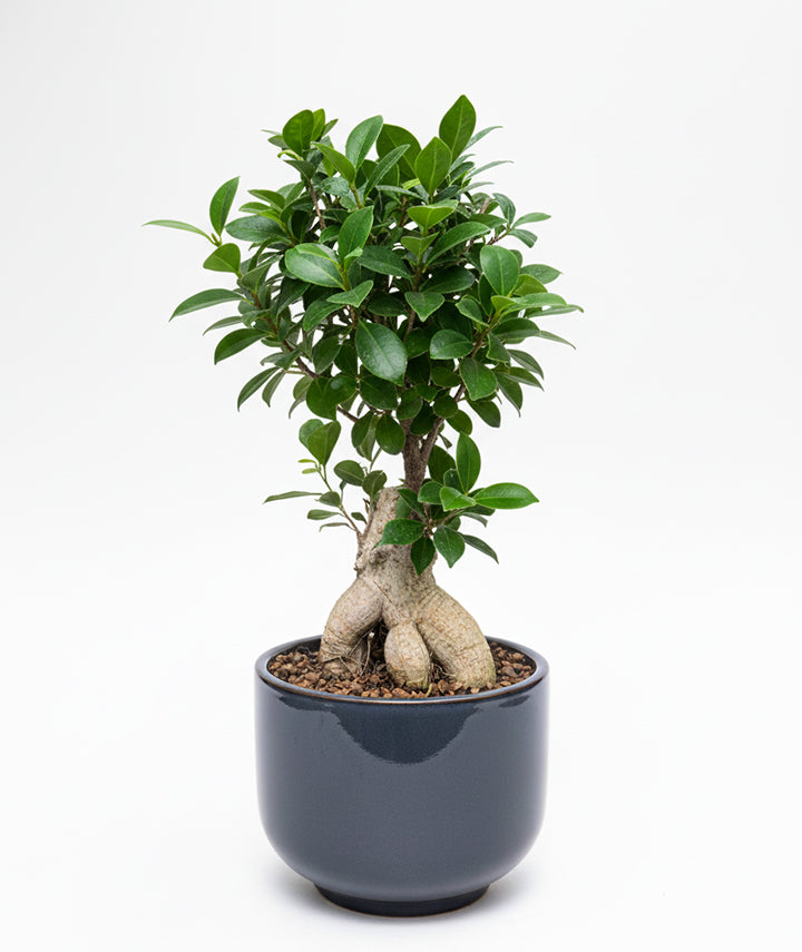 Ficus Bonsai Plant