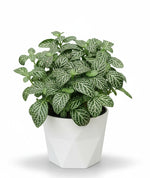 Load image into Gallery viewer, Fittonia Green Plant