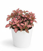 Load image into Gallery viewer, Fittonia Pink