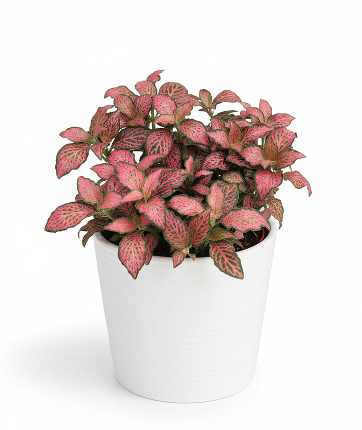 Fittonia Pink