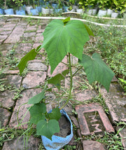 Cotton Rose (Hibiscus mutabilis)