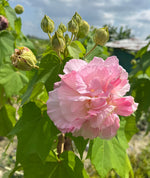 Load image into Gallery viewer, Cotton Rose (Hibiscus mutabilis)