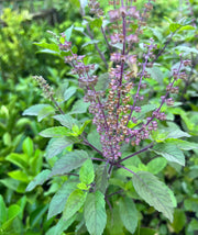 Tulsi Plant (Holy Basil)