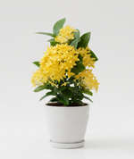 Load image into Gallery viewer, Yellow Ixora
