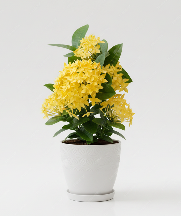 Yellow Ixora