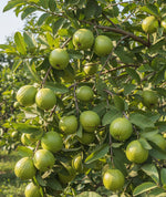 Load image into Gallery viewer, L49 Guava Plant