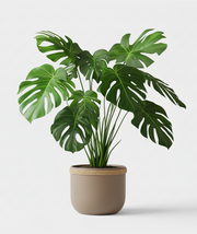 Monstera Deliciosa