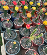 Load image into Gallery viewer, Red Moon Cactus