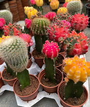 Red Moon Cactus