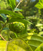 Load image into Gallery viewer, Noni Plant (Morinda citrifolia)