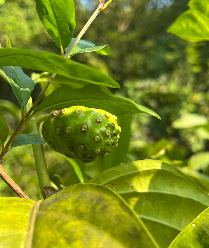 Noni Plant (Morinda citrifolia)