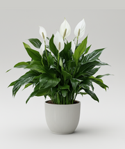 Peace Lily
