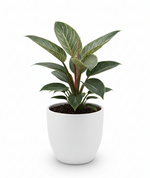 Load image into Gallery viewer, Philodendron Birkin
