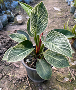 Load image into Gallery viewer, Philodendron Birkin
