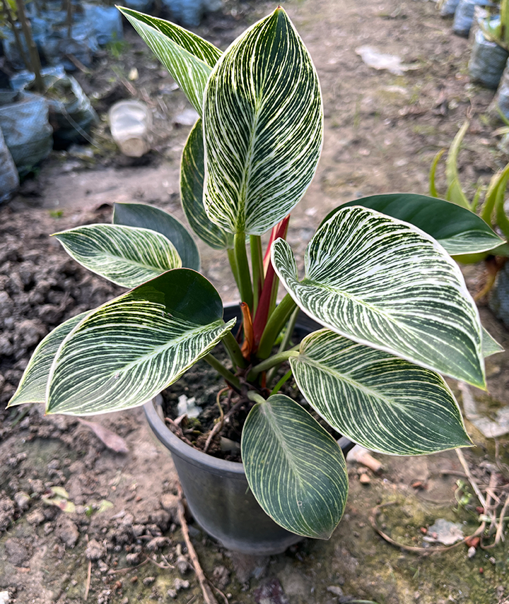 Philodendron Birkin