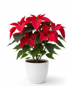 Load image into Gallery viewer, Poinsettia Red Christmas Star Plant