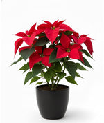 Load image into Gallery viewer, Poinsettia Red Christmas Star Plant