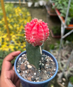 Load image into Gallery viewer, Red Moon Cactus